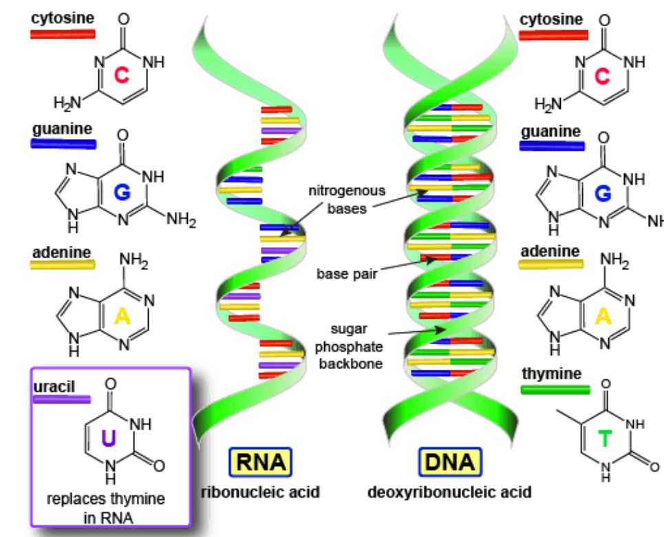 RNA和DNA的分离和纯化